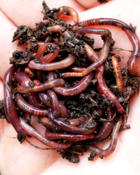 red wrigglers